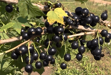 Смородина черная Ядреная